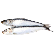 Load image into Gallery viewer, BIG COUNTRY RAW SARDINES 1LB