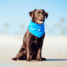Load image into Gallery viewer, CANADA POOCH CHILL SEEKER BANDANA BLUE LARGE