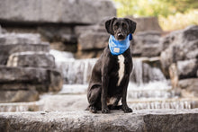 Load image into Gallery viewer, GF PET ICE BAND XSM