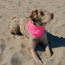 Load image into Gallery viewer, CANADA POOCH CHILL SEEKER BANDANA PINK LARGE
