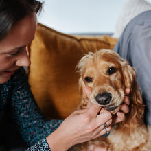 Load image into Gallery viewer, KIDNEY-CHEK FOR DOGS 1 PACK
