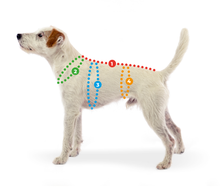 Load image into Gallery viewer, POMPPA TOPPAPOMPPA COAT 25CM
