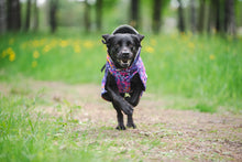 Load image into Gallery viewer, POMPPA TOPPAPOMPPA COAT 25CM

